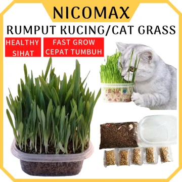 Beli set rumput kucing Pada Harga Terendah  Lazada.com.my