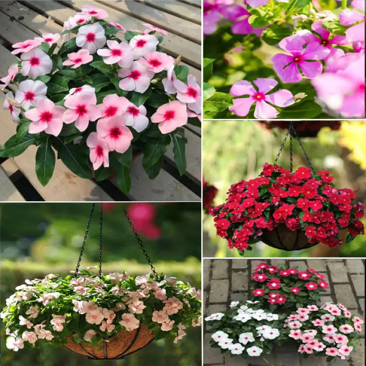 Malaysia Ready Stock 20 Pcs Rare Periwinkle Flower Seeds Catharanthus Roseus Vinca Seeds For Garden Planting Flower Seeds Vegetable Live Plants Air Plant Seed Benih Tree Pokok Bunga Lazada