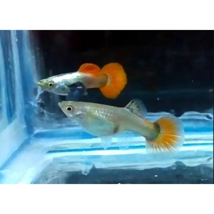 Big Ear Red Tail Guppy Trio Lazada