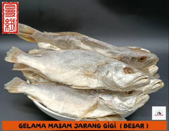 Ikan Gelama Masam Jarang Gigi Besar 500gm 1kg Lazada