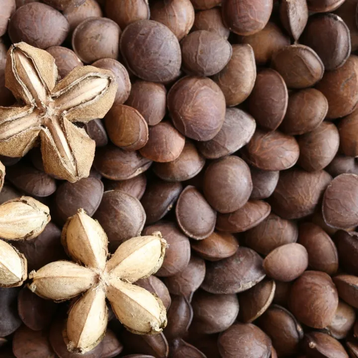 Sacha Inchi Seeds High Quality 30 Seeds Benih Sacha Inchi Bermutu Tinggi 30 Biji Can Plant Sown Tanam Disemai Lazada