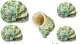 HERMIT CRAB SHELL GREEN TURBO SHELL (S) SIZE. 