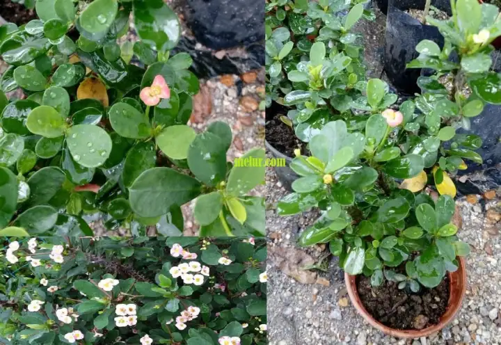 Bunga Mahkota Berduri Parisan Anak Pokok Tanaman Benih Garden Seed Seeds Lazada