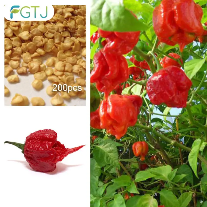 Fgtj 200 Pcs Set Pepper Seeds Carolina Reaper Balcony Garden Farm Potted Bonsai Vegetables Plants Hottest Peppers Seed Lazada