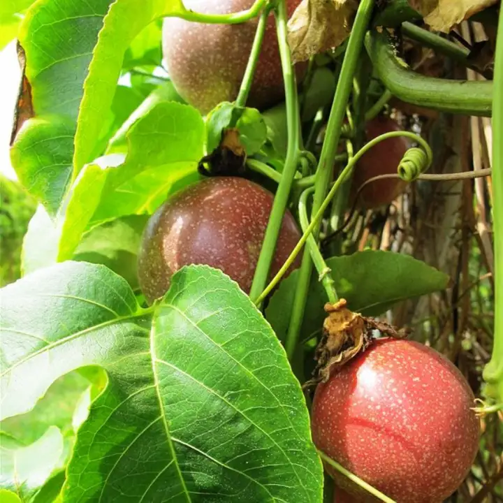 Red Passion Fruit Sapling Anak Pokok Markisa Merah Anak Pokok Tanaman Benih Garden Seed Seeds Lazada